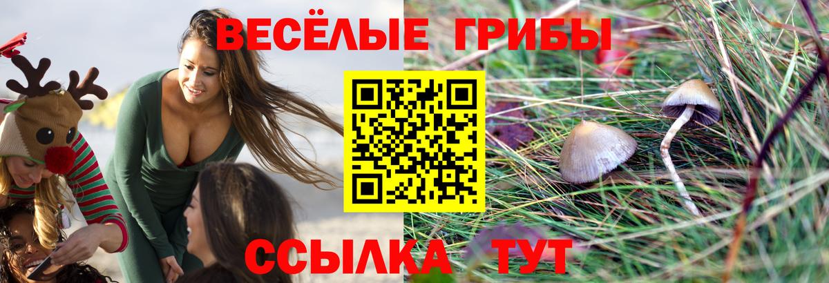 Псилоцибиновые грибы мухоморы Балтийск