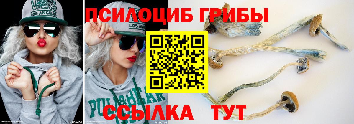 Балтийск  Галлюциногенные грибы Psilocybe  Вход с VPN 